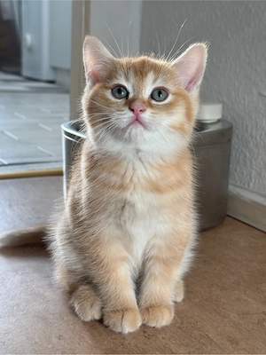 Zauberhaftes Ragdoll & BKH-Mix Kitten sucht ein liebevolles Zuhause!