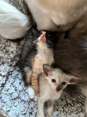wundervolle Balinesen & Orientalisch Langhaar Kitten