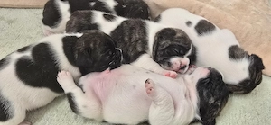 Französische Bulldoggen Welpen   Mit viel Liebe aufgewachsen   