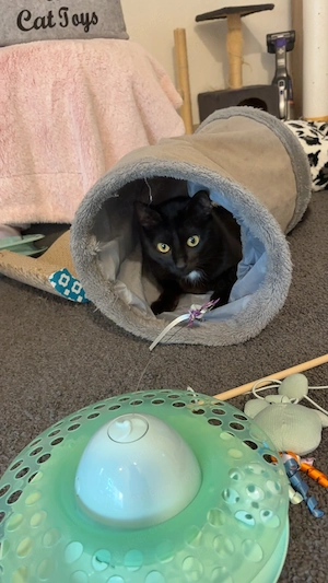 3 jährige schwarze Katze 