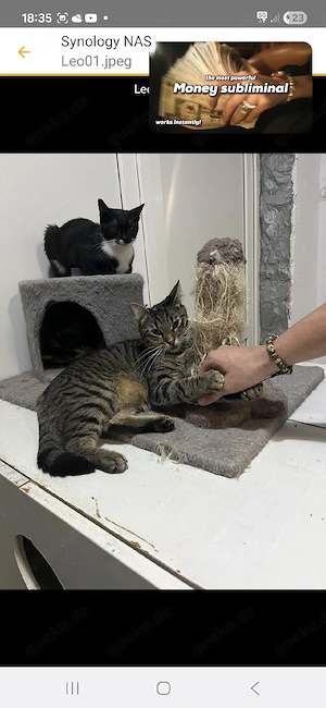 Leo sucht sein liebevolles Für-immer-Zuhause