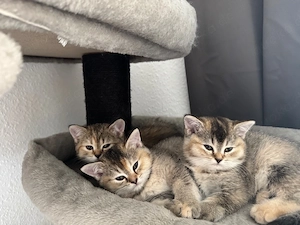 Wunderschöne Ragdoll & BKH-Mix Mädels suchen ein liebevolles Zuhause!