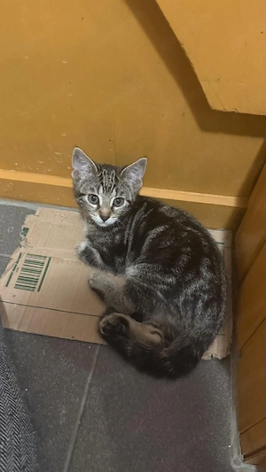 katzenbabys 