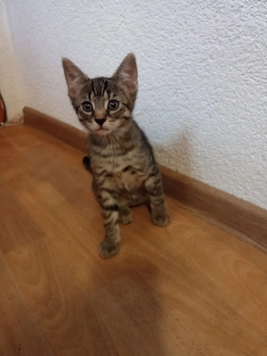 katzenbabys 