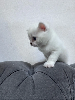 bkh kitten , katze 
