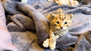BKH KITTEN Suchen neue zuhause 