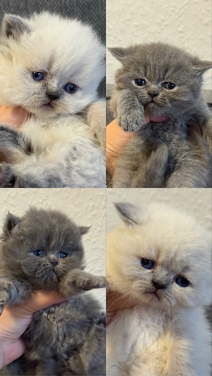 Bkh Blh Kitten