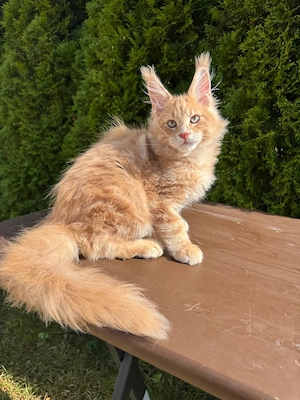 Maine-Coon-Kätzchen suchen ein liebevolles Zuhause für immer