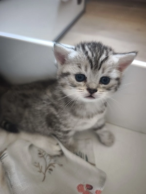 Britisch Kurzhaar Kitten 