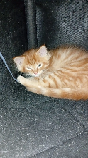 Maine Coon Babys