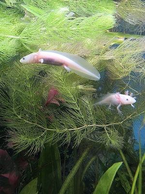 Junge Axolotl suchen neuen Wurmspender