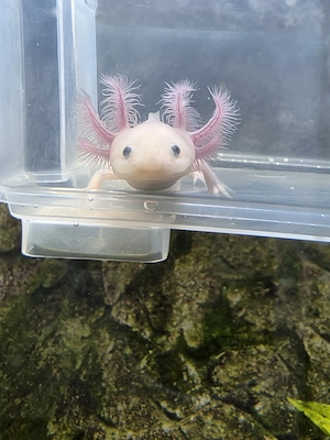 Junge Axolotl suchen neuen Wirkungskreis