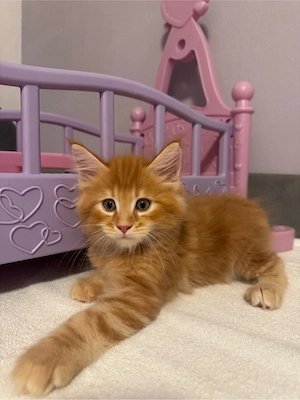 ein Kitten sucht noch ein Zuhause