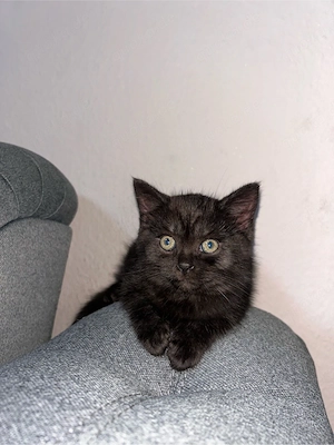 baby katze