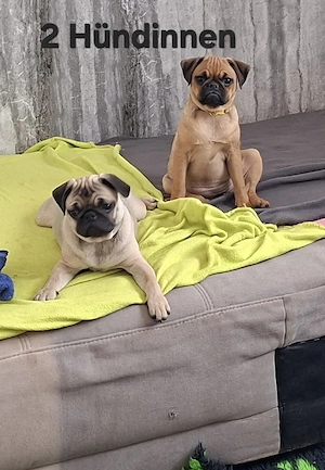 Retro Mops Welpen suchen 