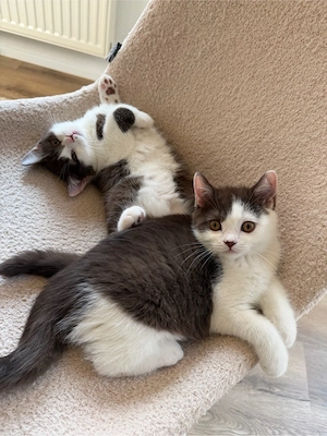 Britisch kurzhaar kitten schoko bicolor 