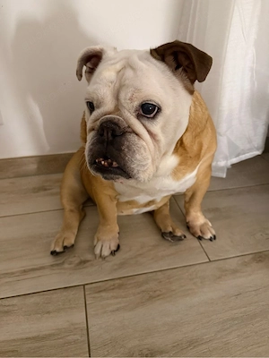 English Bulldog