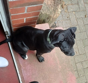 rüde welpe labrador mischling