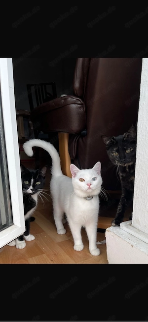 Seltene Katze sucht zu Hause
