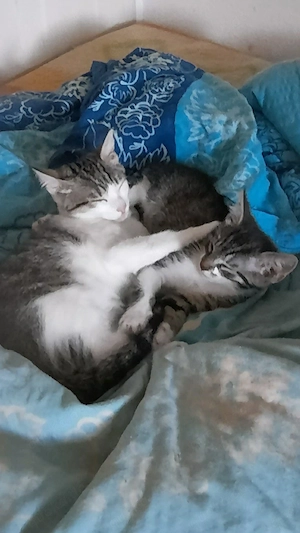 Maincoon Bengal Mix Kätzchen abzugeben