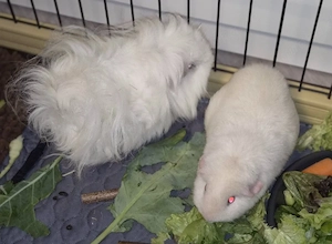 Meerschweinchen Weibchen und Kastrat suchen 