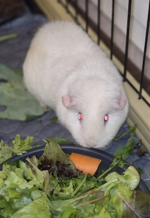  Meerschweinchen Weibchen und Kastrat  suchen neues Zuhause 