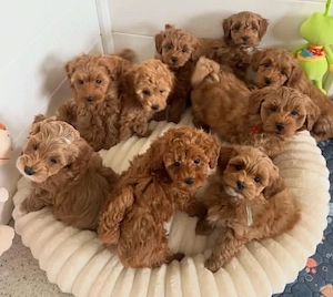 Super Maltipoo welpen 