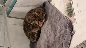 Britisch Kurzhaar Katzen 
