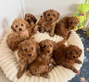 Super Maltipoo welpen 
