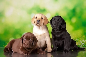 Labrador retriever welpen 
