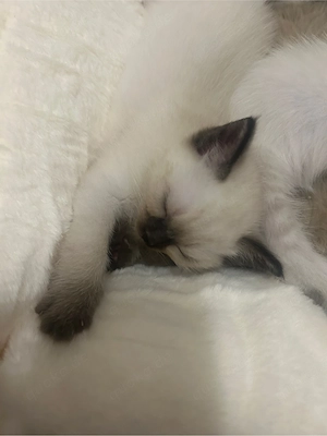 Baby Katzen zum Verkaufen