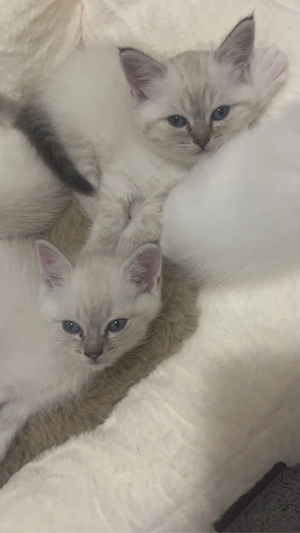 Babykatzen zum verkaufen