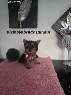 Yorkshire Terrier Welpen   Chip