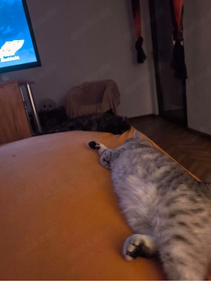 Katzen brauchen ein liebevolles Zuhause