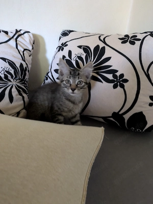 Kitten abzugeben 