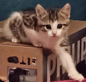 Süße Kitten abzugeben 