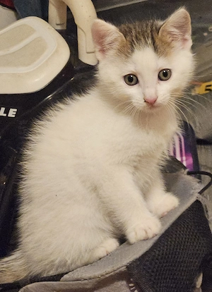 Süße Kitten abzugeben 