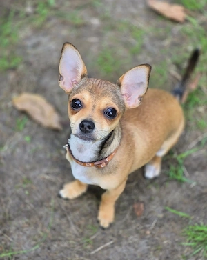 Chihuahua welpe 4 monat alt rüde