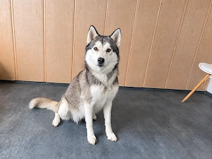 Taja, zzt. in Ungarn, ist das, was man einen Traumhund nennt