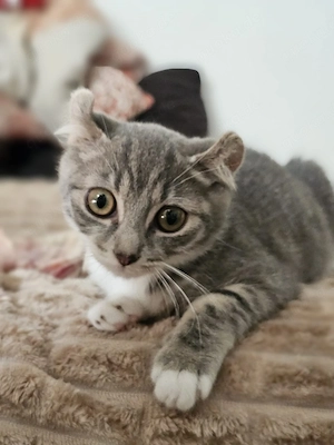 Bkh Mix Kater 