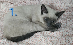 Siamese Seal Point & British Kurzhaar (BKH) Mix Kätzchen  