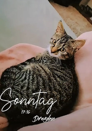 katzendame 4 monate 
