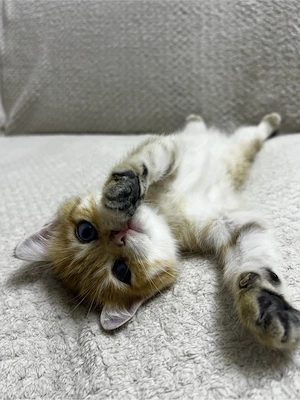 BKH Kitten