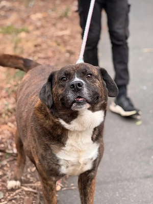 Bambo, z. Zt. in Ungarn, ist ein ganz sympathischer Hund