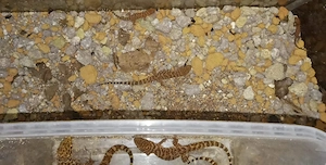 (3) Kaktusgecko (Heteronotia binoei) 