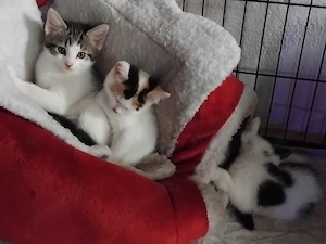 Maine Coon mix