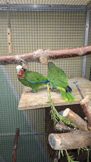 Kubaamazone 