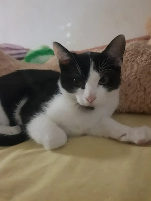 Liebes Katzen-Duo (6 & 4 Monate) sucht gemeinsam ein Zuhause   