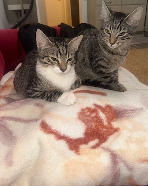 Zwei Katzen abzugeben 