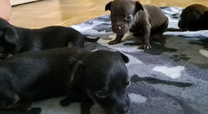 Russkiy Toy Mix